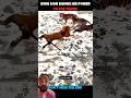 Tiger V/S lion #viralshorts #viralytshorts #shorts