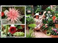 Bromelia Fasciata, Cultivo, Cuidados y Suculentas en Flor