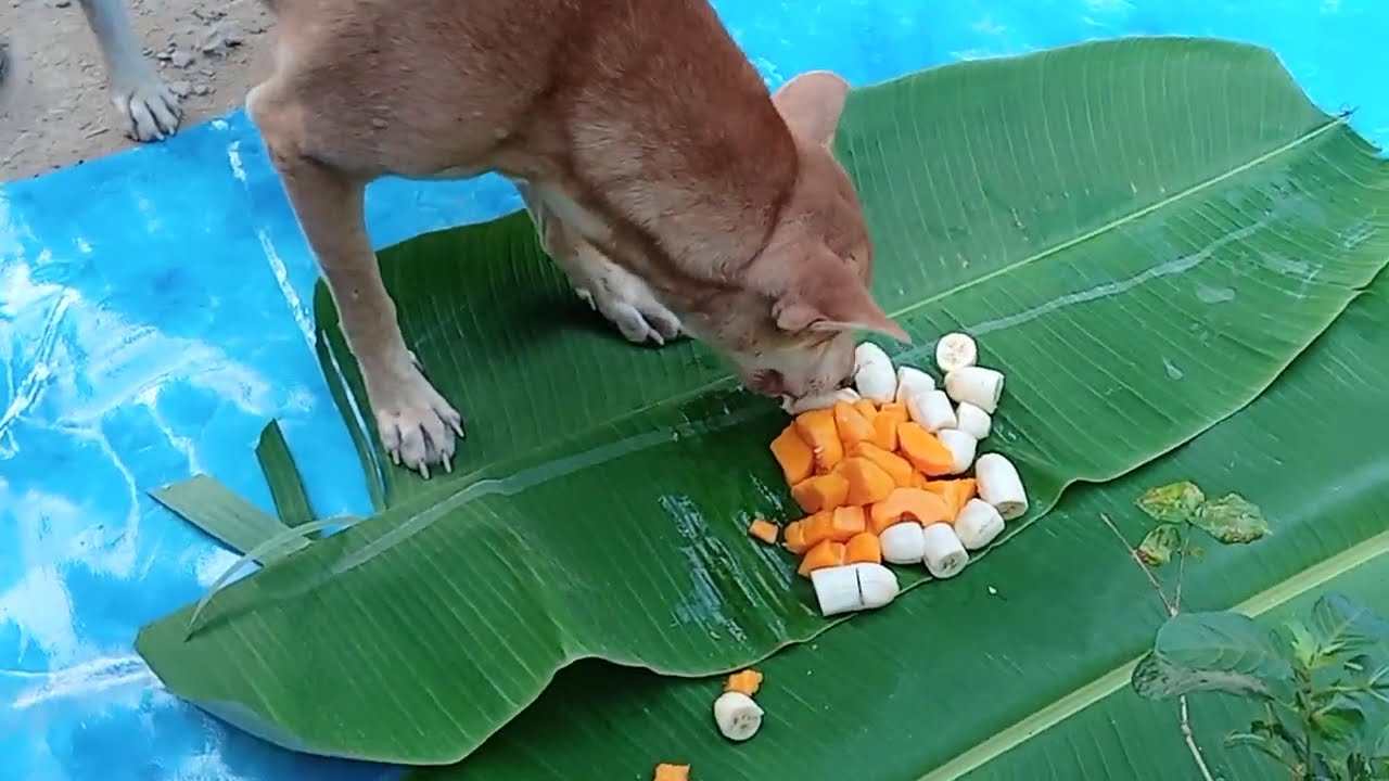 Dog Mukbang eat Banana and Papaya fruit