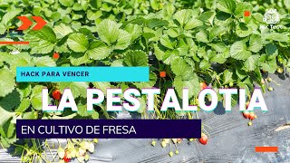 Rescatamos fresa de la PESTALOTIA