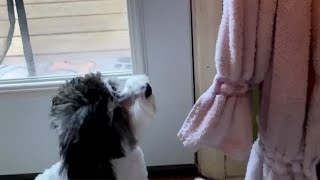 Cute Havanese Puppy wants to go outside | Master Gorilla by Master Gorilla 60 views 3 years ago 9 seconds