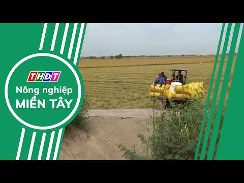 11 rice prices decreased