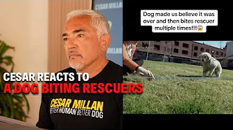 This Dog Goes From Calm to Biting in Seconds | Cesar Reacts