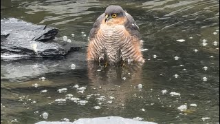 Sparrow Hawk bath-time