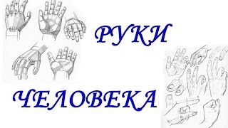 РУКИ ЧЕЛОВЕКА(Всем привет! В этом видео я расскажу Вам, как нарисовать пальцы рук, ногти, а также поделюсь некоторыми секре..., 2015-05-06T12:46:35.000Z)