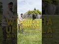 Wisteria Umbrellas: The Best Way to Grow Wisteria?