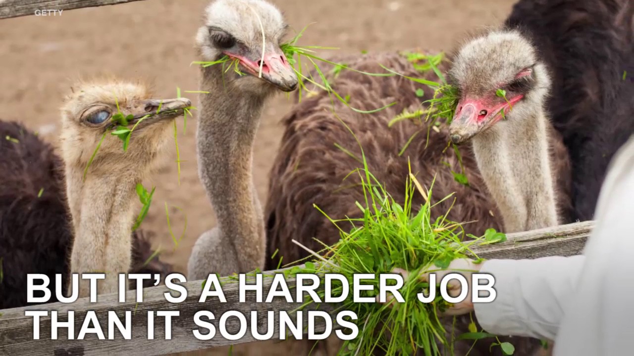 Fertile Ostrich Hatching Eggs for sale