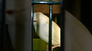 Celebrity Albino Java Self Chick || FinchEee || #java #sparrow #breedingprogress #nature #2024 Net Worth