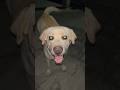 Labrador Barking Labrador Viral Sound Barking 