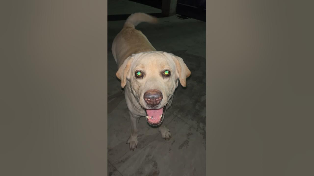 Labrador barking 𫨠#Labrador #viral #sound #barking Labrador barking 𫨠#Labrador #viral #sound #barking