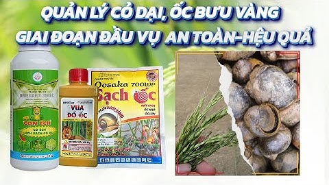 Giải pháp quản lý lúa cỏ, cỏ dại, ốc bưu vàng giai đoạn đầu vụ hiệu quả an toàn cho lúa