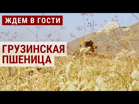 Возрождение грузинской пшеницы | ЖДЁМ В ГОСТИ