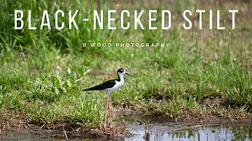 Black-necked Stilt Behavior | Nature Notes 🎵