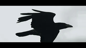 Linkin Park - Blackbirds (Music Video)