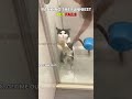 Top 8 Funniest Pet Fails | #shorts #pets #usa