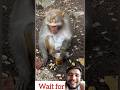 #monkeychallenge #monkeyshorts #funnymonkey #wildlife #animallife #bandar #ytshorts