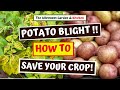 How To Identify Potato Blight And How To Save Your Crop If You Act Quickly 119 How To Identify Potato Blight And How To Save Your Crop If You Act Quickly 119