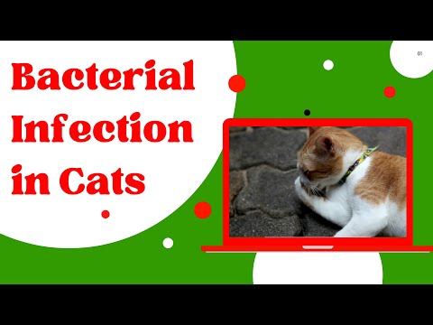 Video: Bacterial Infection (Tularemia) Sa Cats