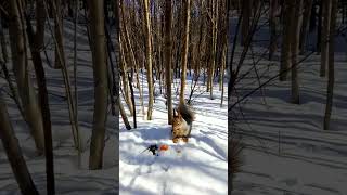 Белочка прибежала покушать и синичка поглядывает, тоже хочет #белки#squirrels