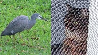 Cat Discovers Large Bird in the Garden. Cat Discovery!