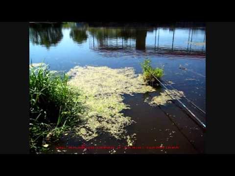 Отпуск: пляж, болотная грязь и большой карась