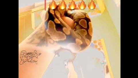 Ball Python Morph : Yellow Belly Het GHI . BBZ . Los Vandals