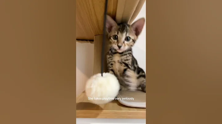 Watch the video about Baby Savannah kitten 😽 #savannahcats