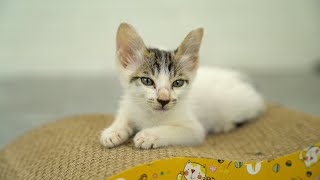 The kittens are gradually getting used to a happy life with their feline friends in their new home