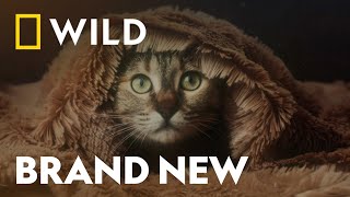 The Earth's Mighty Predators  | Big Cat Week | National Geographic WILD UK