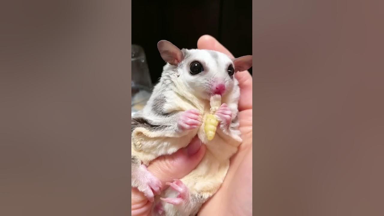 Honey gliders 1Big fat insects on the warden animals cute pets