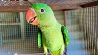 Alexandrine Raw Parrot baby Natural Sound | Maco Tv