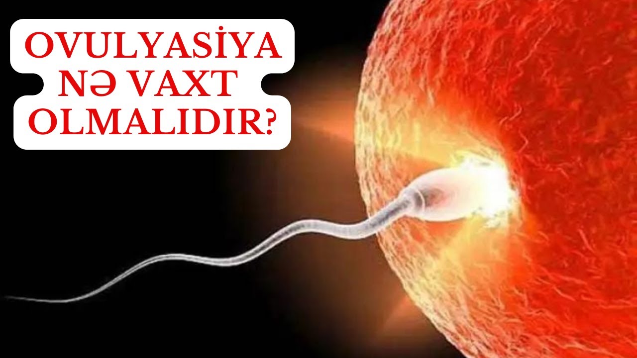 Yumurta çatlama - Ovulyasiya nə vaxt olmalıdır?