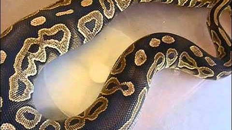2014 weighing video ball python collection
