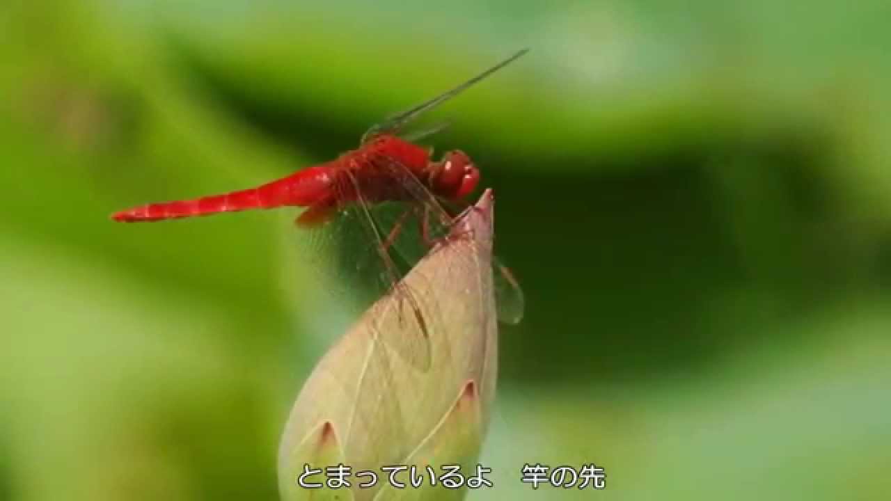 赤とんぼ～ 松尾 香 - YouTube