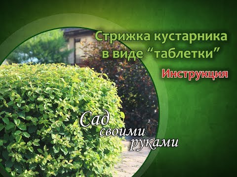 Как подстричь кустарник в виде "таблетки"? Подробная инструкция