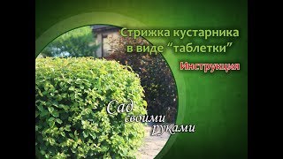 Как подстричь кустарник в виде "таблетки"? Подробная инструкция Как подстричь кустарник в виде "таблетки"? Подробная инструкция