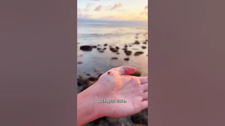 Octopus core. 🐙🐙 #octopus #funny