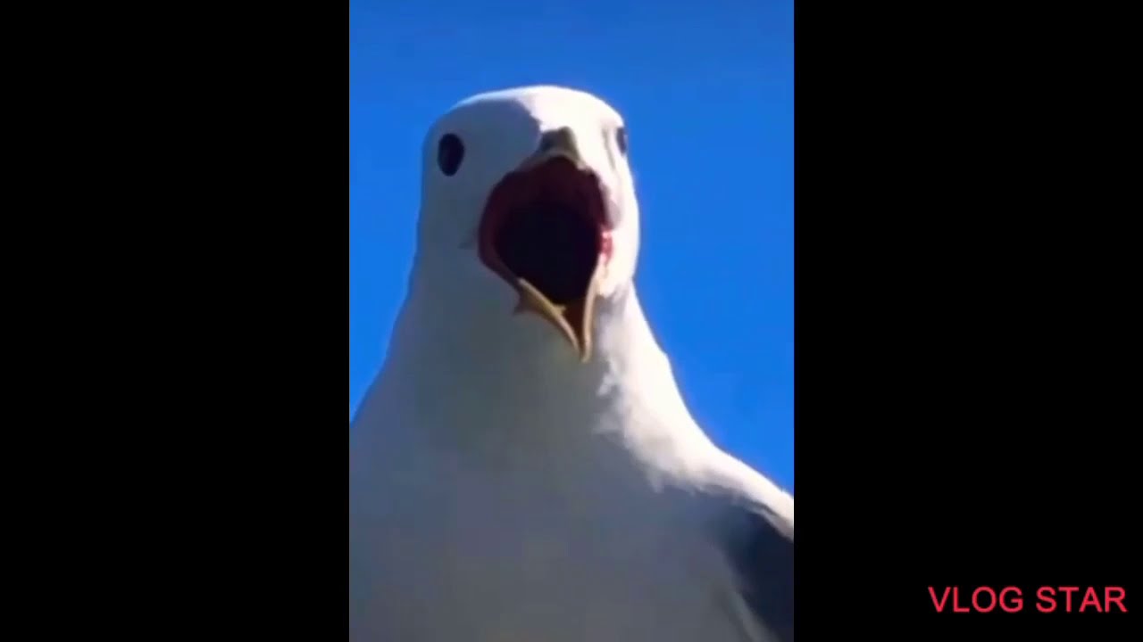 ooooooh oooh#seagull #meme#gangsta#screechsound: https://youtu.be/hK20d1hWn...