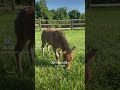 @BrunoTheMiniHorse Little round horse