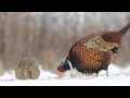 Zaloty bażantów / Common pheasant courtship ritual