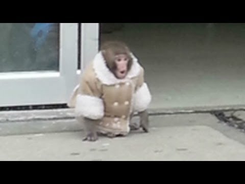 Lost monkey roams Ikea