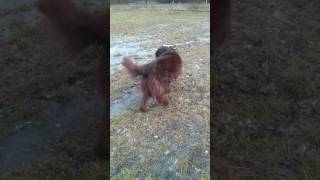 Zappa Siberian Husky En Balou New Foundlander Playing