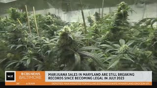 Marijuana sales more than double six months after recreational legalization in Maryland