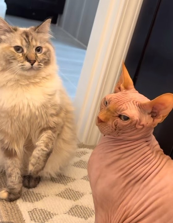 That one friend I never get it right😂😂😂#shortsvideo #comedy#funny#animals#catcomedy ￼