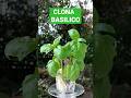 SUPER BASILICO? CLONALO E RIPRODUCILO ALL' INFINITO! semplice, riprodurre il basilico #short #garden