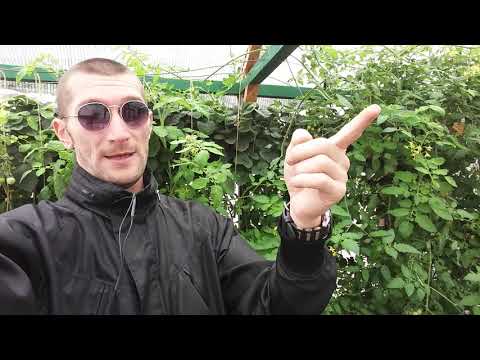 Видео: Гидропонные сады - Информация о температуре воды и влиянии на гидропонику