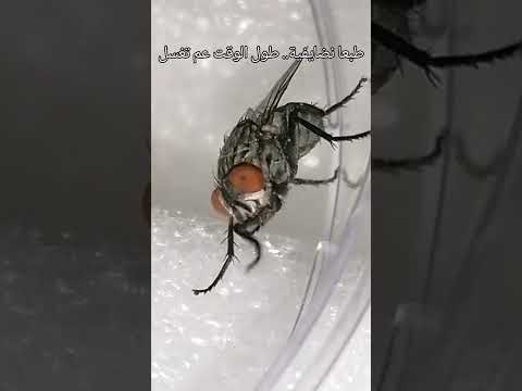 هل شاهدت بيض الذباب من قبل شاهد للنهاية