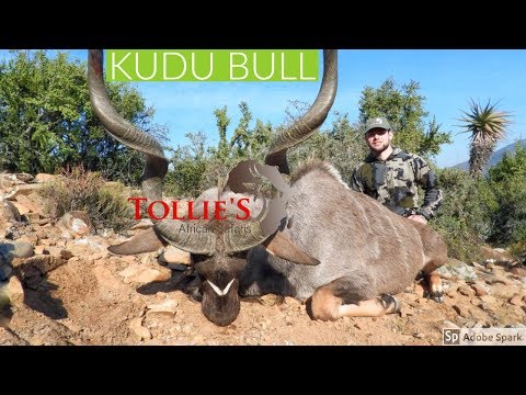 Hunting in Africa | Kudu Bull at Tollies African Safaris
