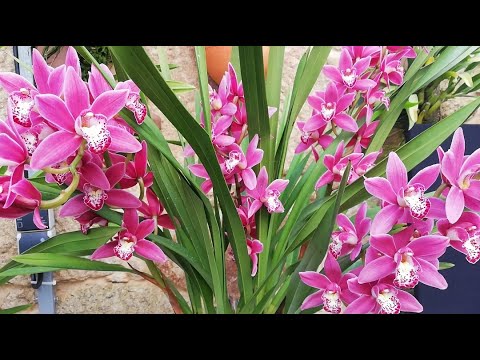 Vídeo: Com regar les orquídies Cymbidium?