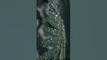 CapCut Colour Grading || Before & After 🔥🔥 #shorts #capcut